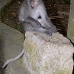 monkey_macaque_balinese_mf_ubud_v_0868_bal4580.jpg